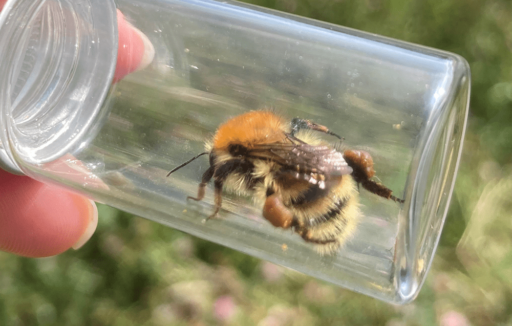 Brown-banded carder bee (Bombus humilis) spotted at Wildfell, August 2024