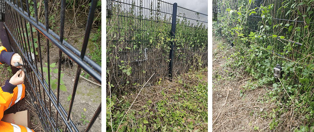 Setting up surveillance cameras for badgers at Tring, Hertfordshire