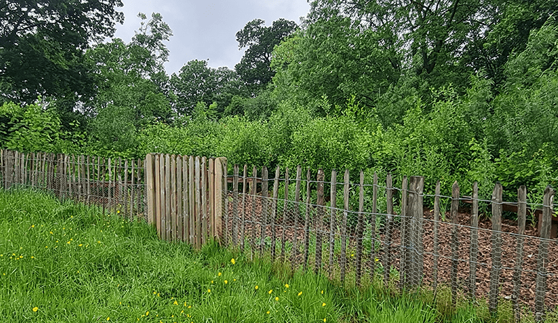 Pinner Park Micro Forest 2024